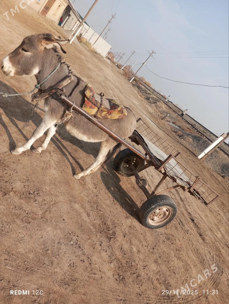 Esek we arawa - Farap - img 4