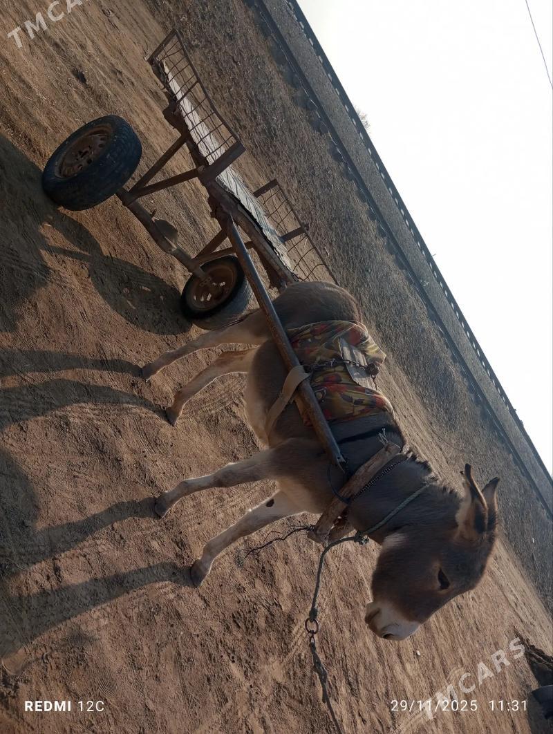 Esek we arawa - Farap - img 5