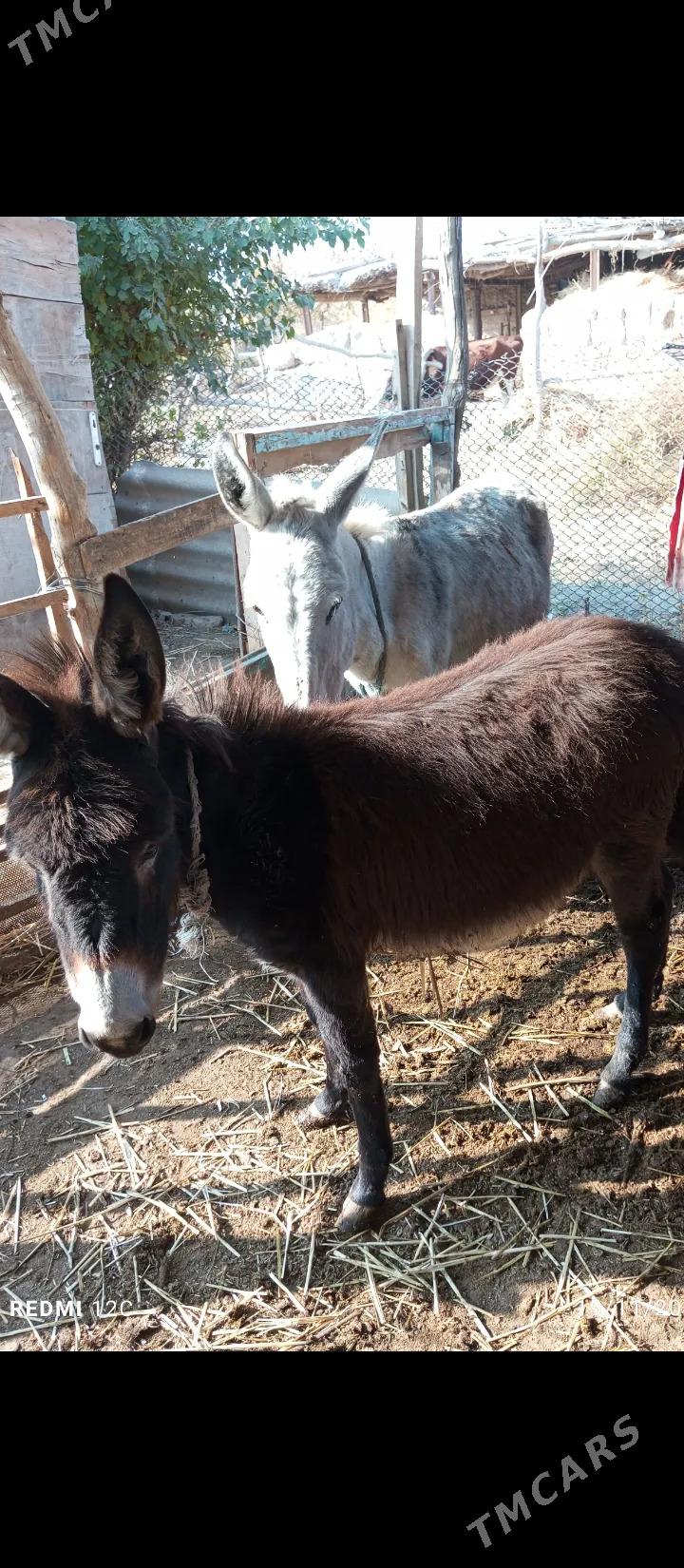 Esek we arawa - Farap - img 6