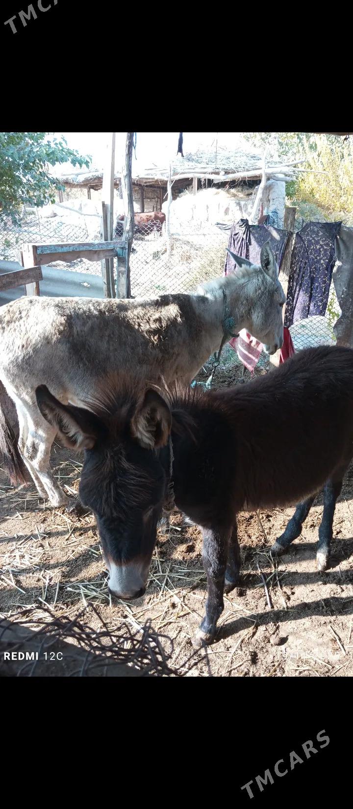 Esek we arawa - Farap - img 7