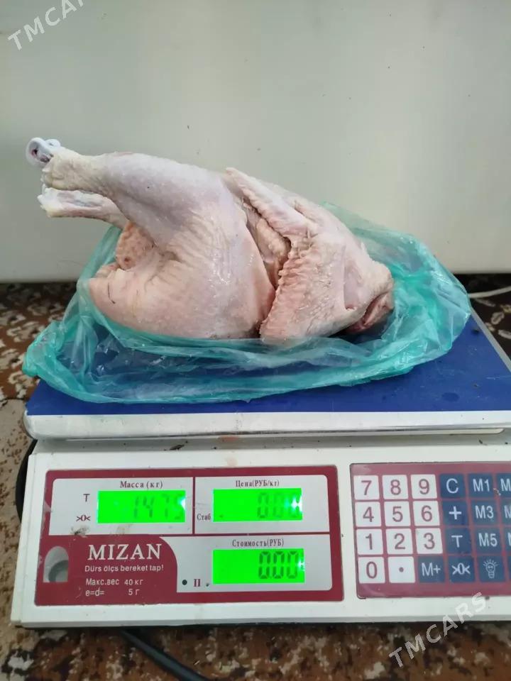 towuk.товук - Daşoguz - img 2