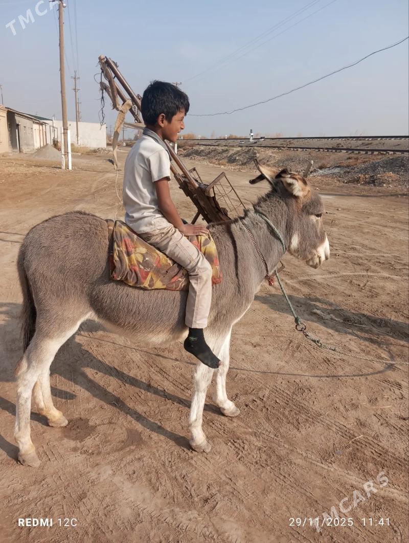 Esek we arawa - Farap - img 9