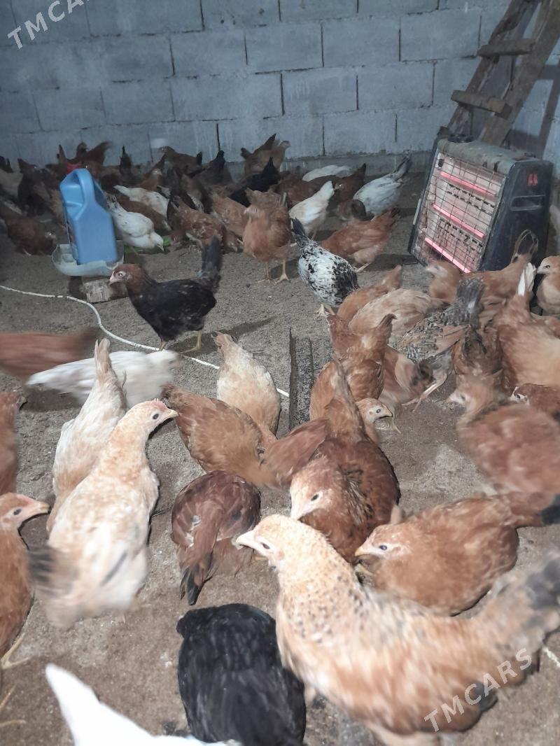 Jüýje - Гёкдепе - img 2