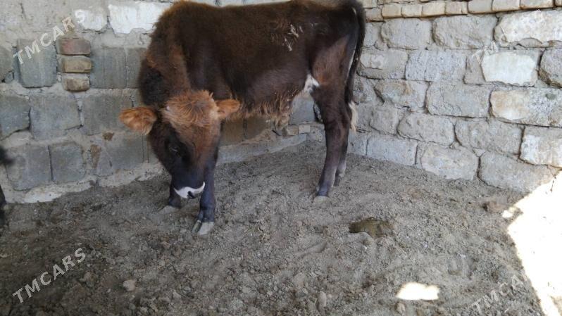 OKŪZ DALGYR TOHIM MAL - Ашхабад - img 3