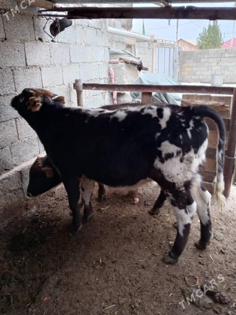 okuz - Балканабат - img 2