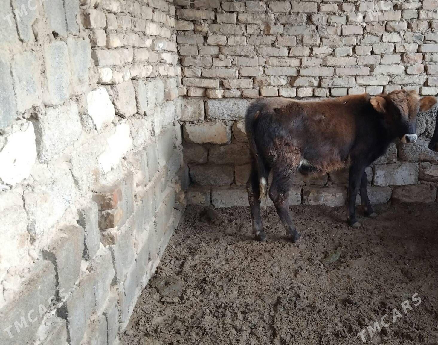 OKŪZ DALGYR TOHIM MAL - Ашхабад - img 1