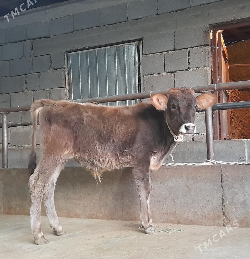 öküz - Бузмеин - img 2