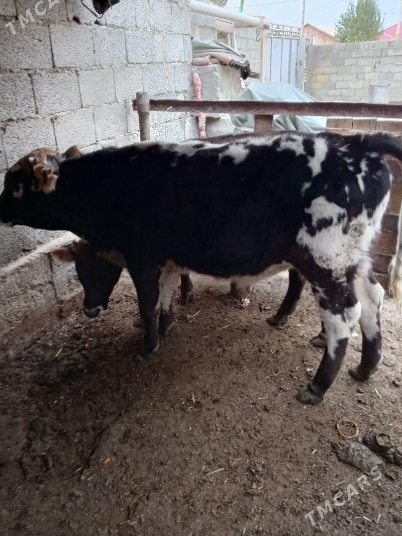 okuz - Балканабат - img 4