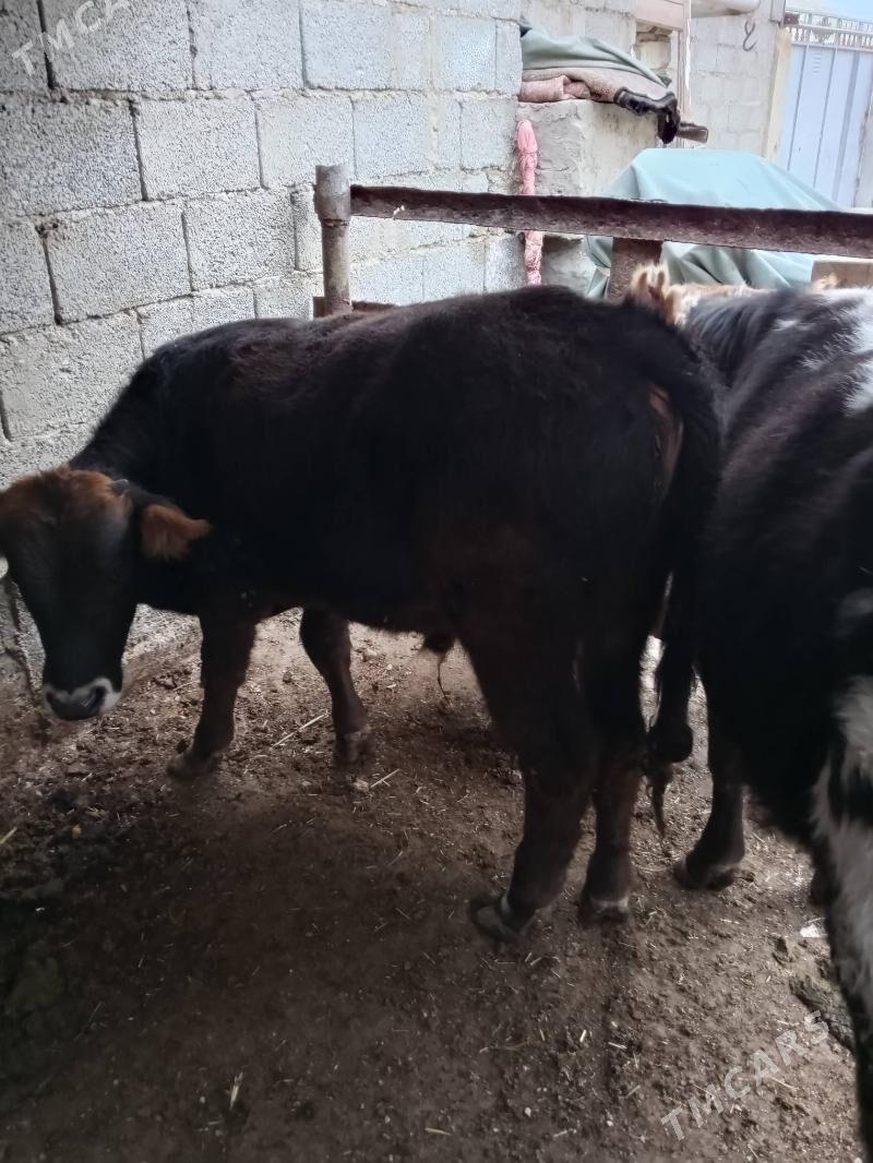 okuz - Балканабат - img 3