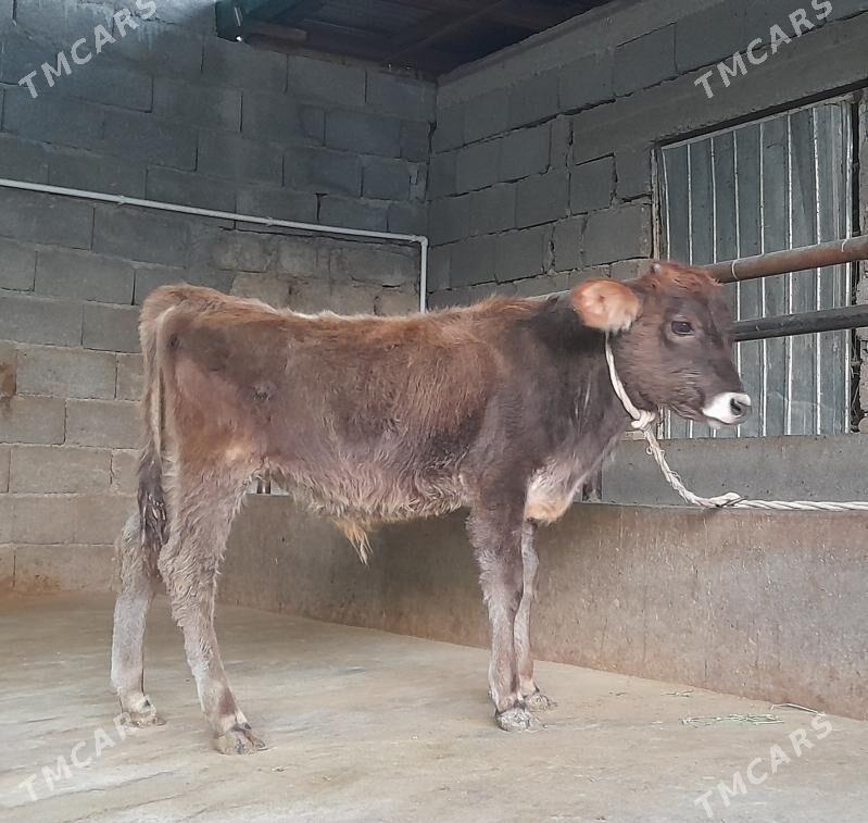 öküz - Бузмеин - img 3