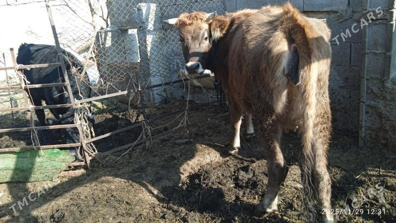 sygyr,gysyr - Bäherden - img 3