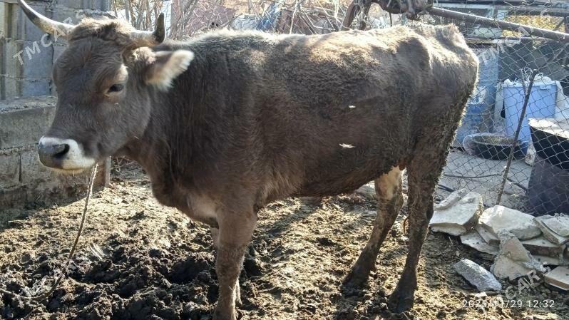 sygyr,gysyr - Bäherden - img 2