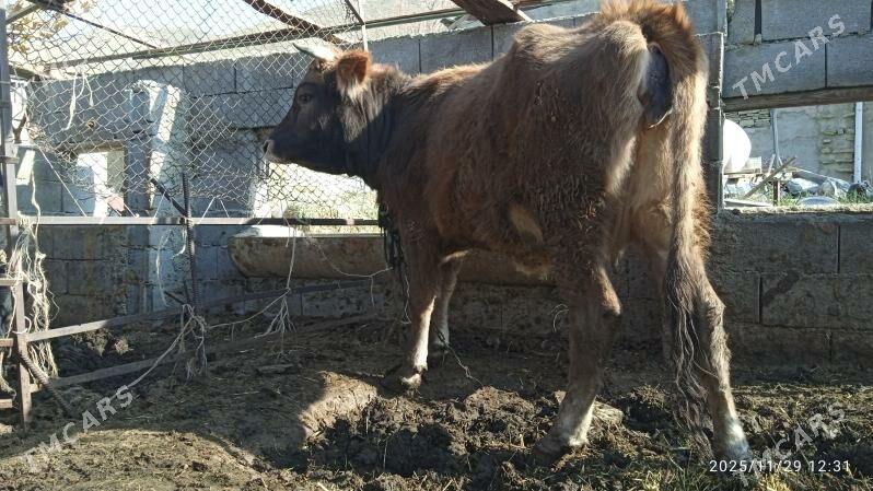 sygyr,gysyr - Bäherden - img 5