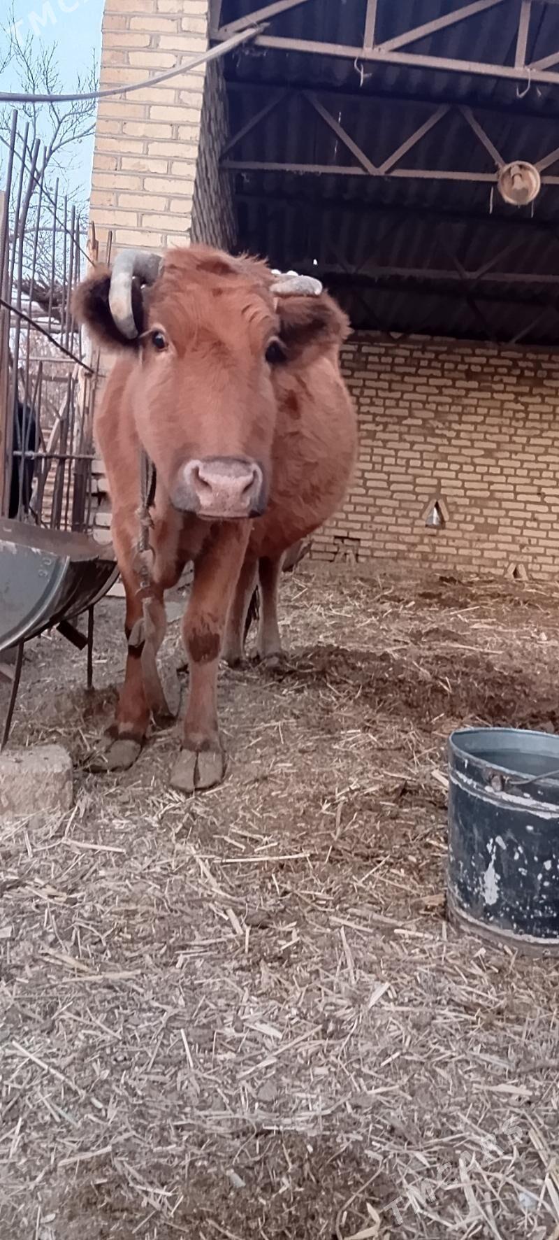 Bogaz sygyr - Мары - img 2