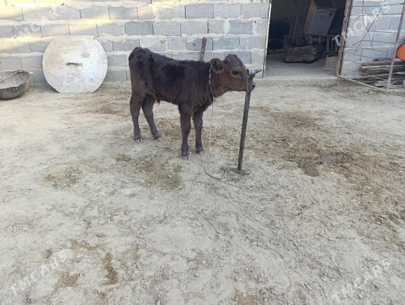 gölöli sygyr - Bäherden - img 3