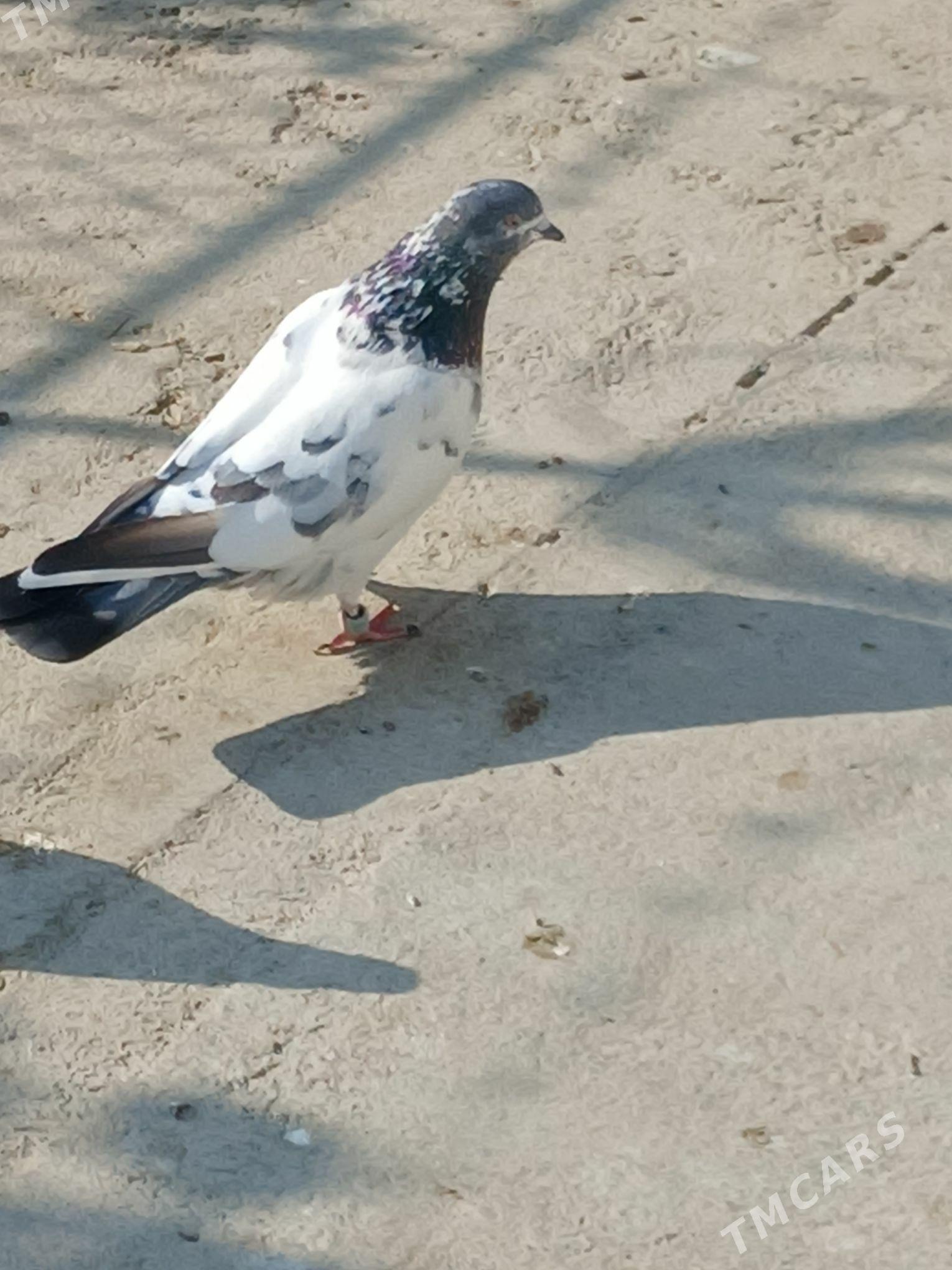 kepderi - Гёкдепе - img 5