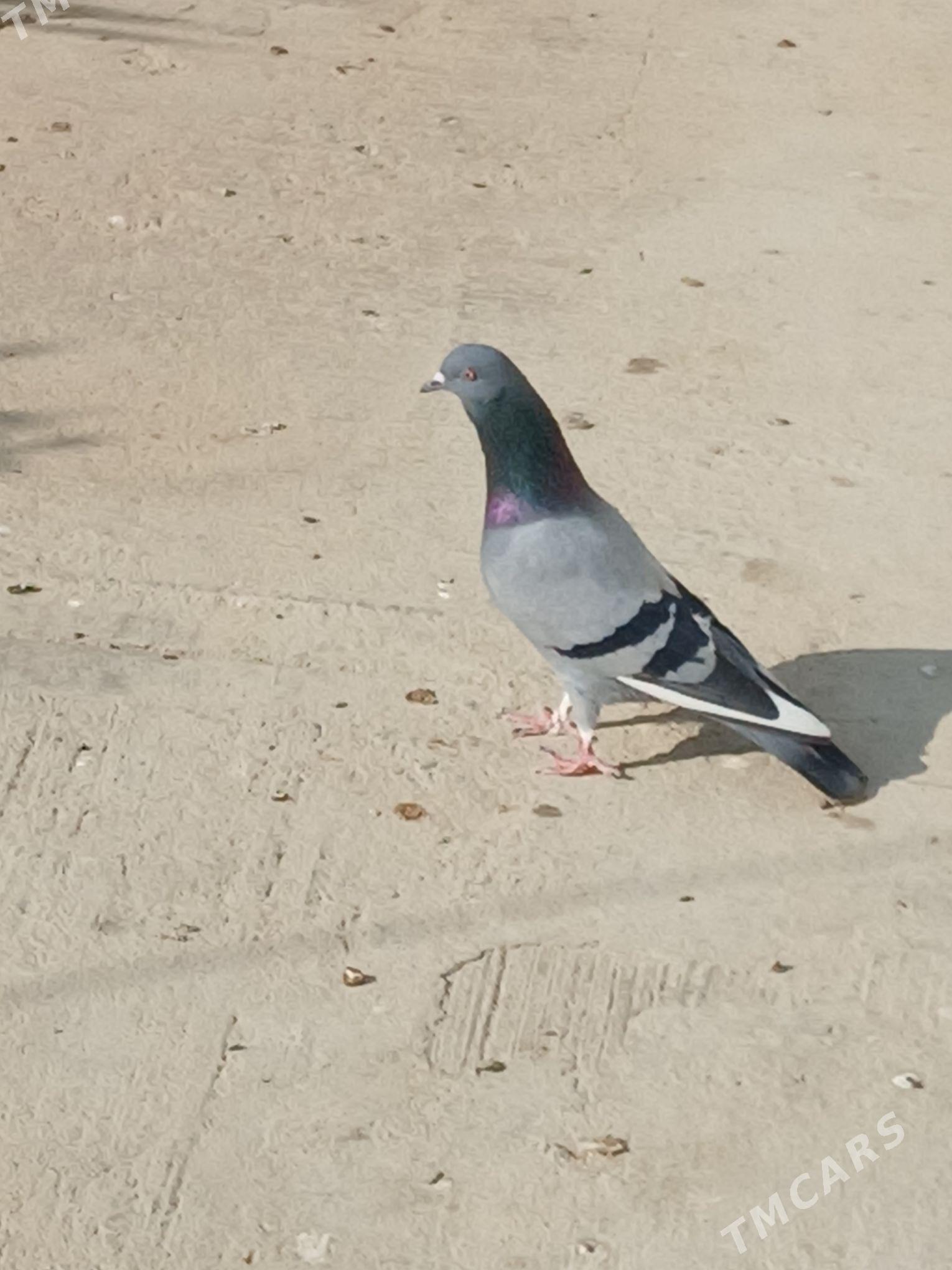 kepderi - Гёкдепе - img 7