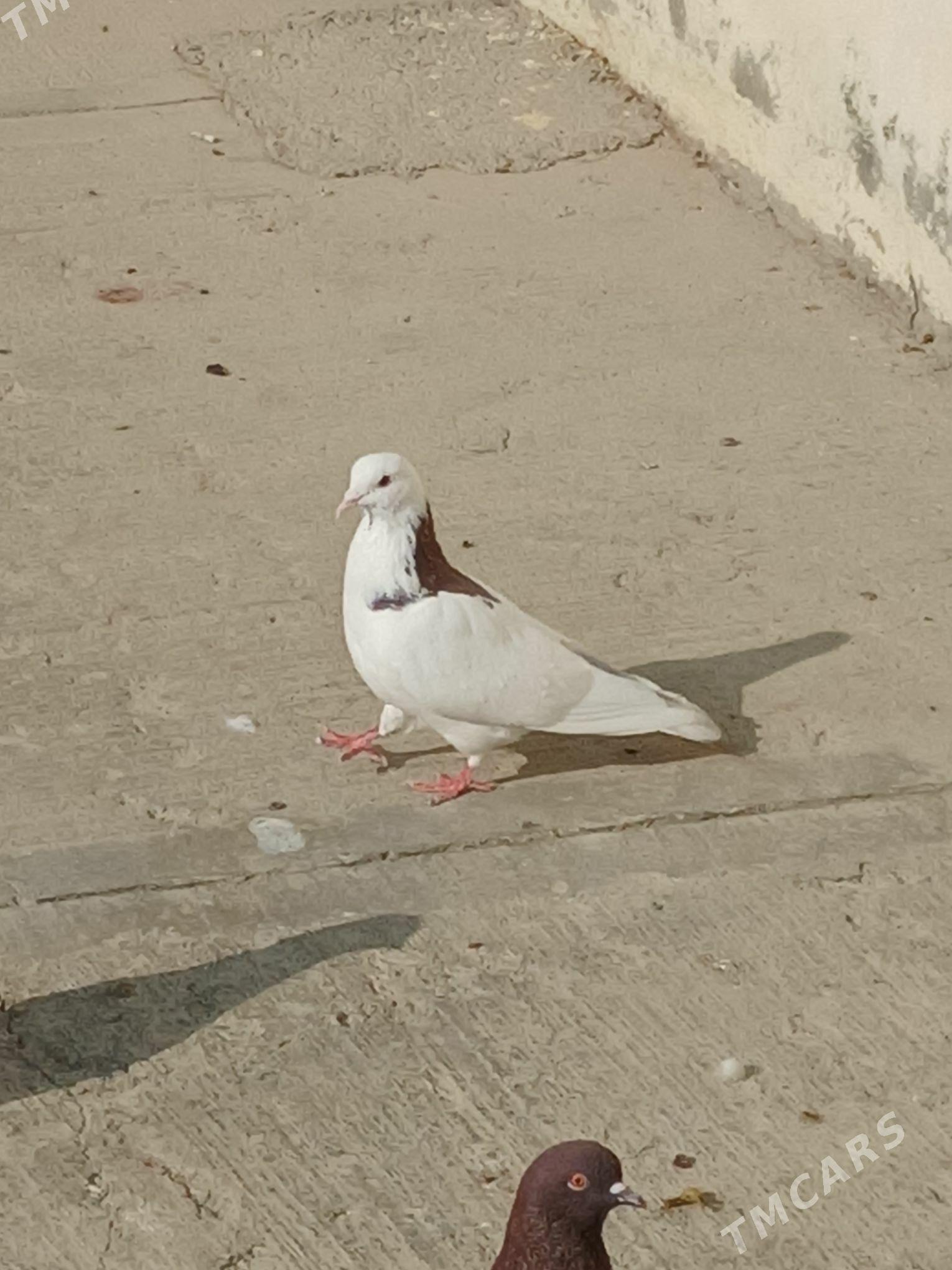 kepderi - Гёкдепе - img 6