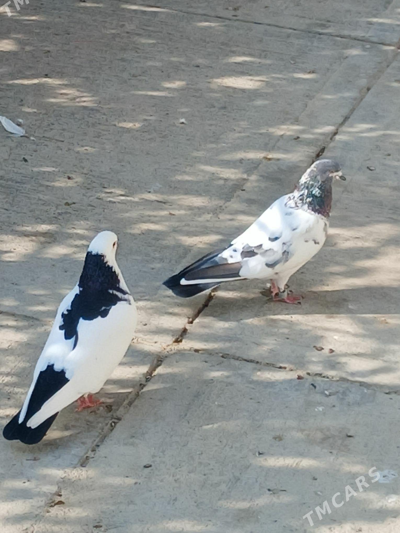 kepderi - Гёкдепе - img 4