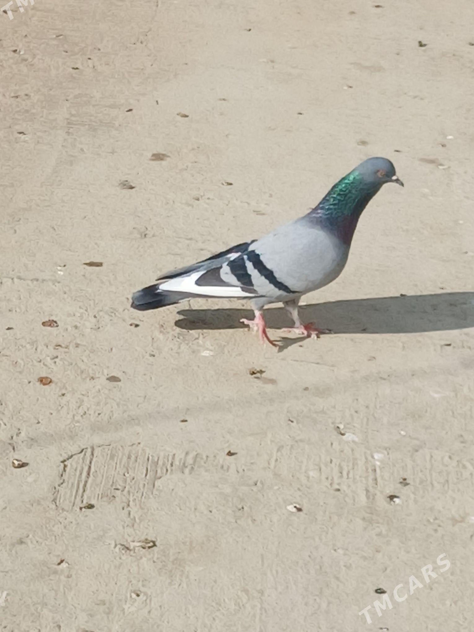 kepderi - Гёкдепе - img 2