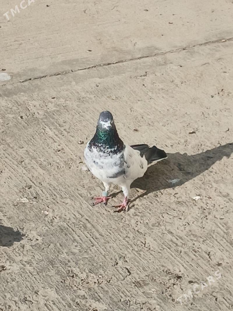 kepderi - Гёкдепе - img 3