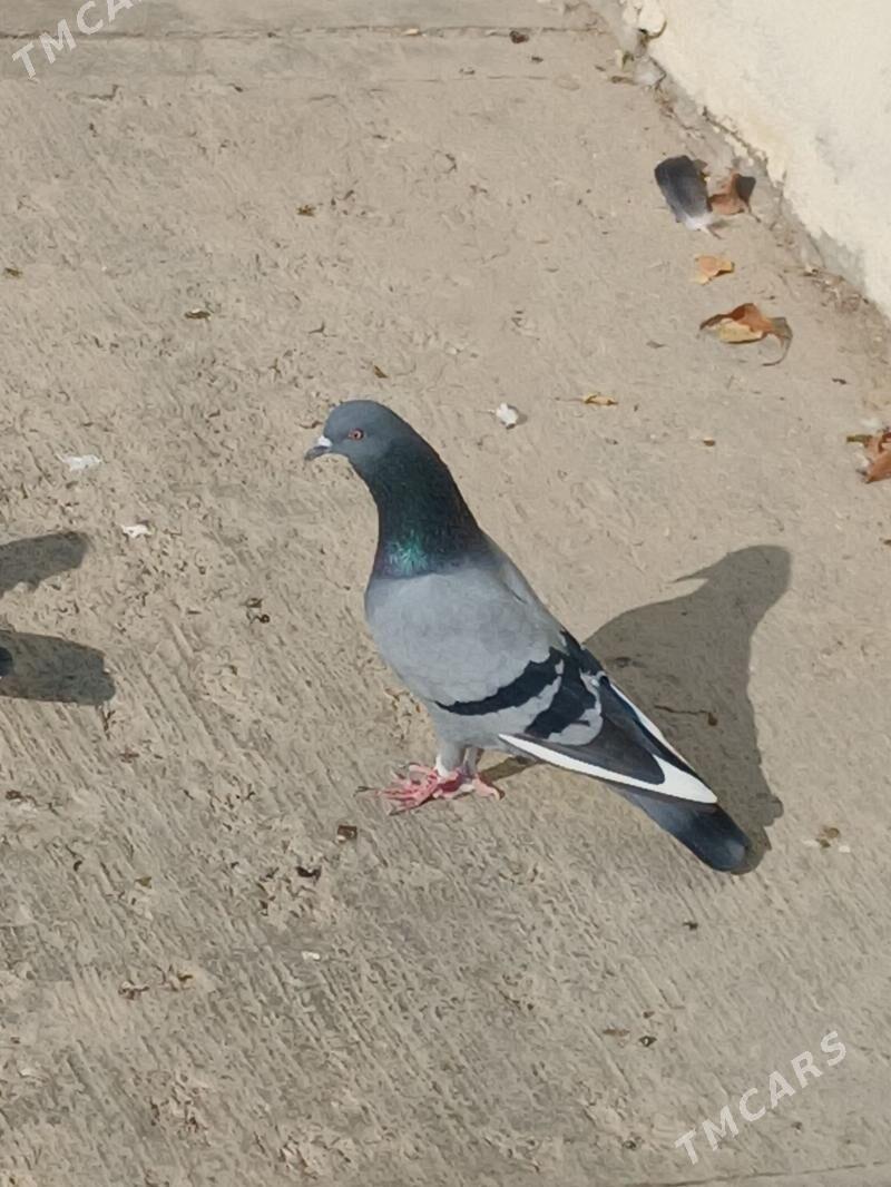 kepderi - Гёкдепе - img 9