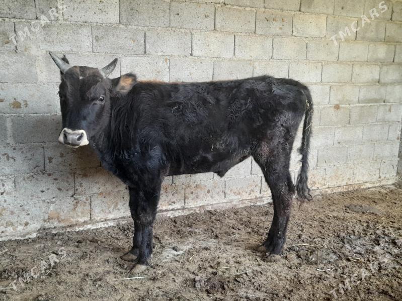 ŞIWES ÖKIZ - Багир - img 2