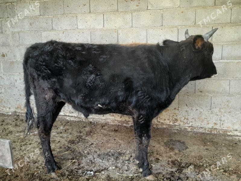 ŞIWES ÖKIZ - Багир - img 6