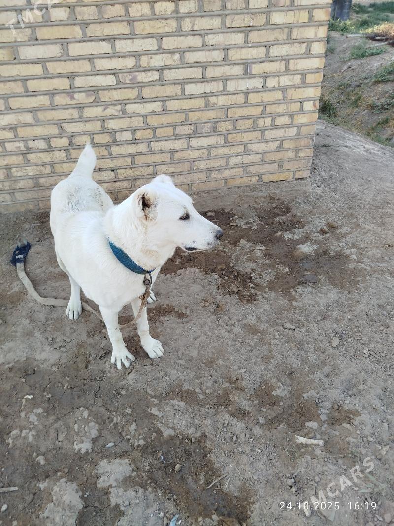 akja - Murgap - img 4