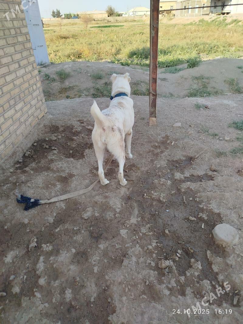 akja - Murgap - img 3