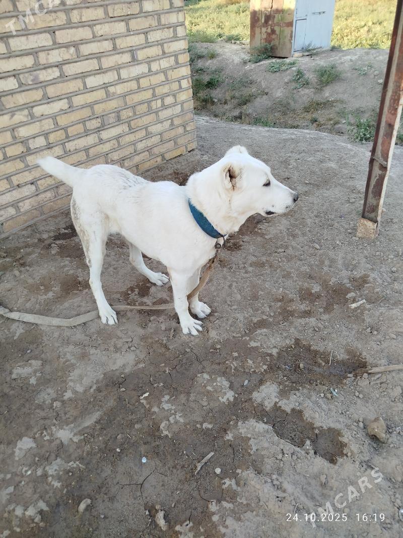 akja - Murgap - img 2