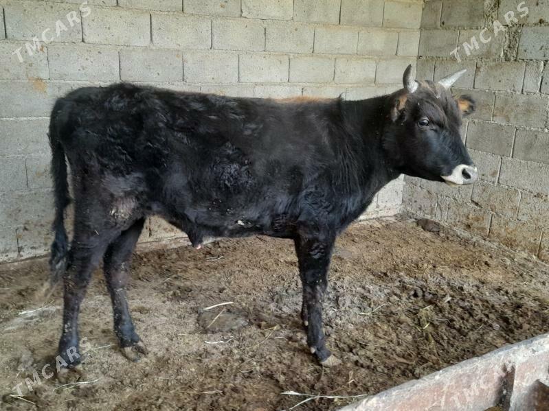 ŞIWES ÖKIZ - Багир - img 3