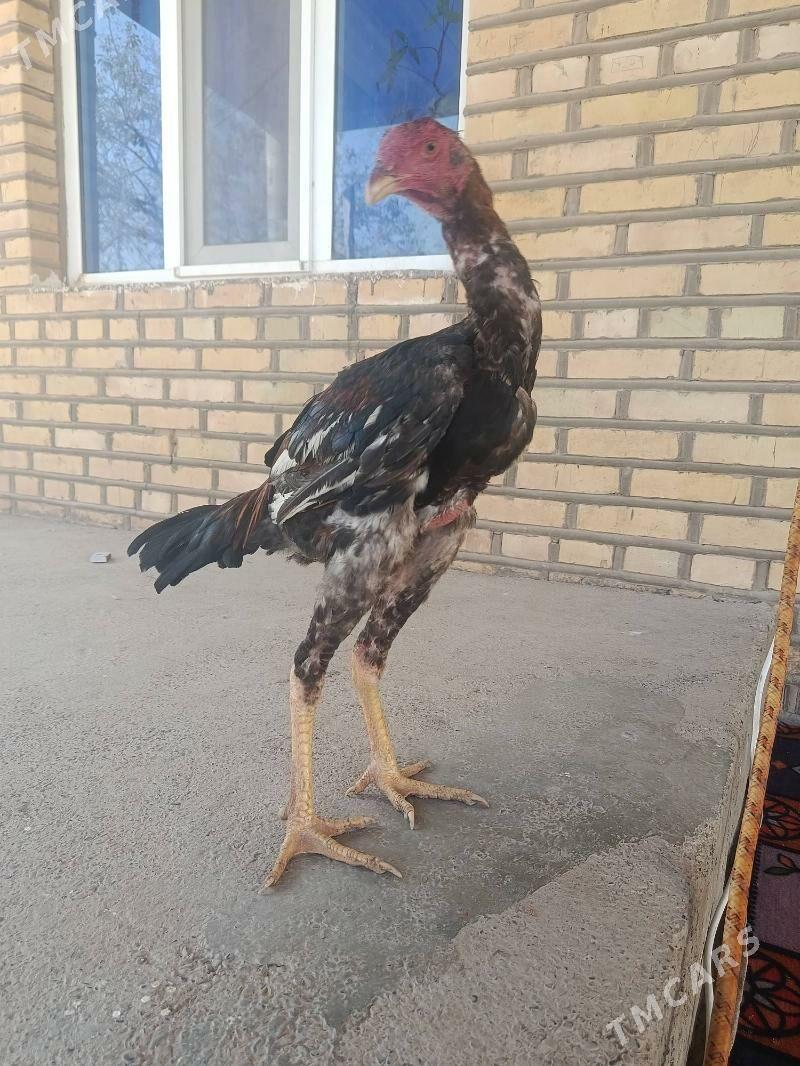 Baýes Horoz - Tejen - img 2