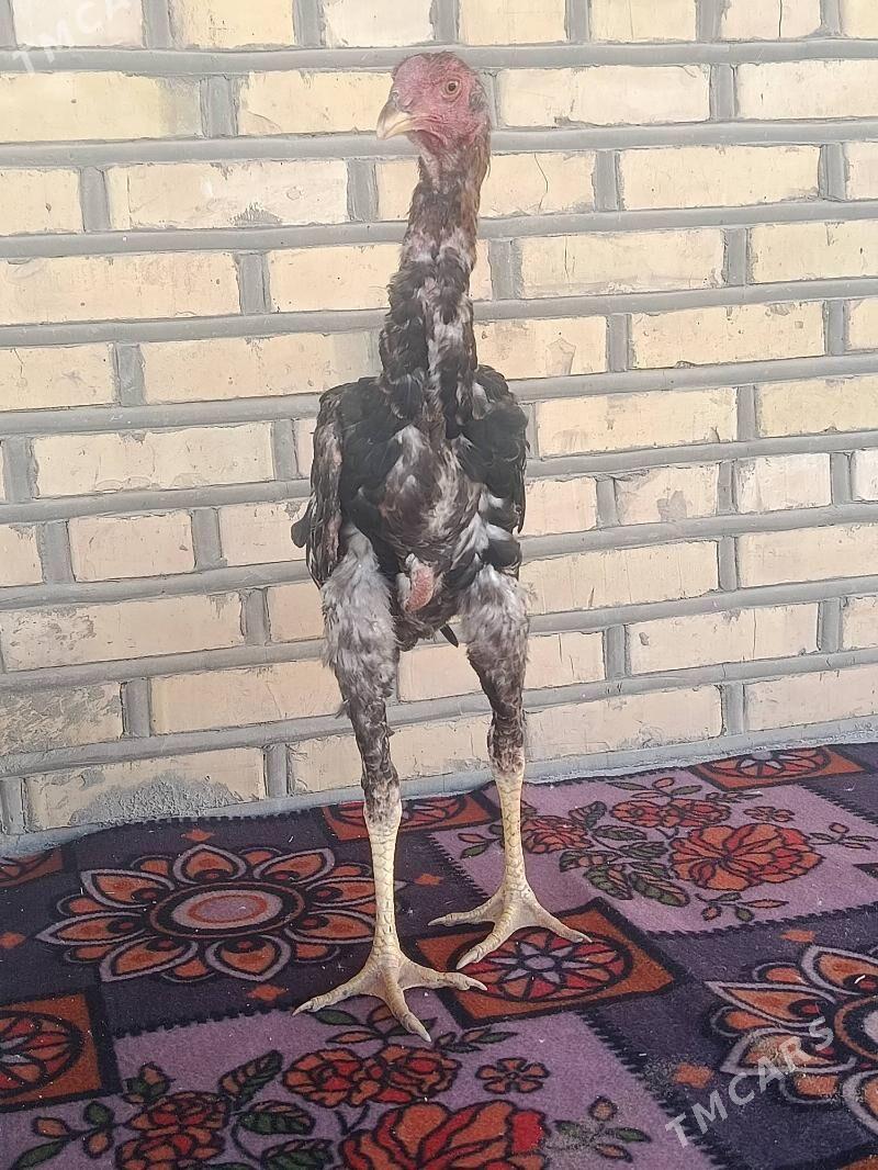 Baýes Horoz - Tejen - img 4