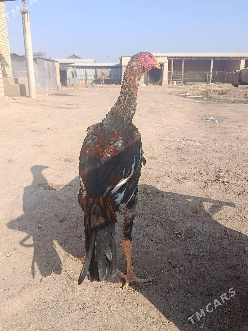 Baýes Horoz - Tejen - img 3