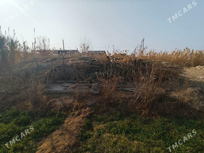 bambuk - Çärjew - img 1