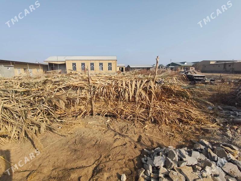 bambuk - Çärjew - img 4