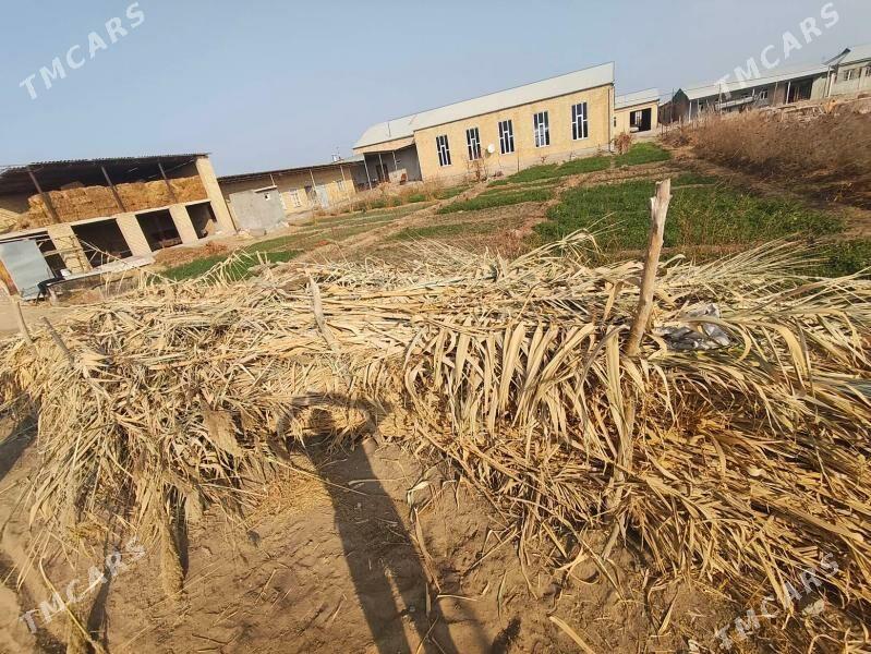 bambuk - Çärjew - img 2