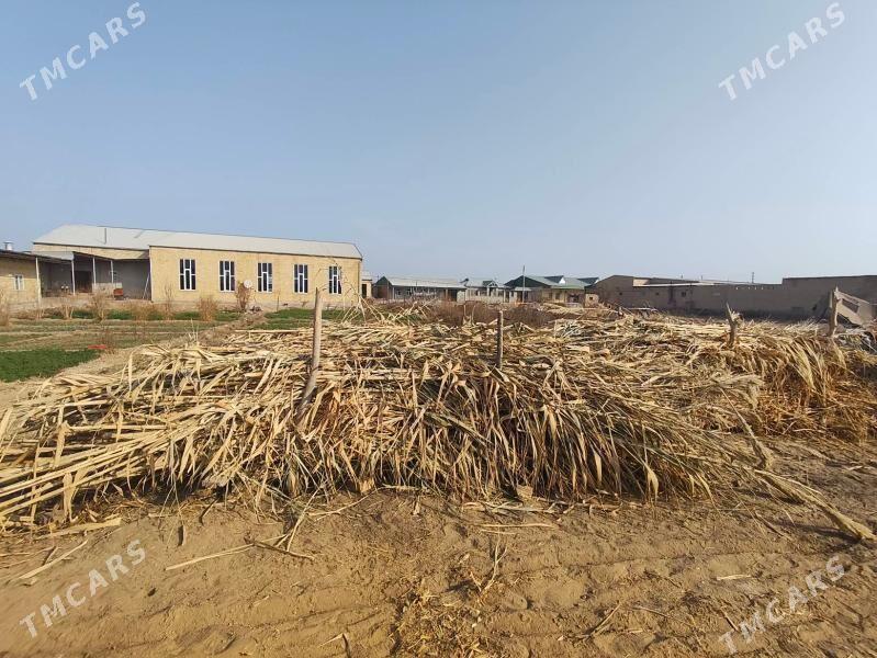 bambuk - Çärjew - img 5