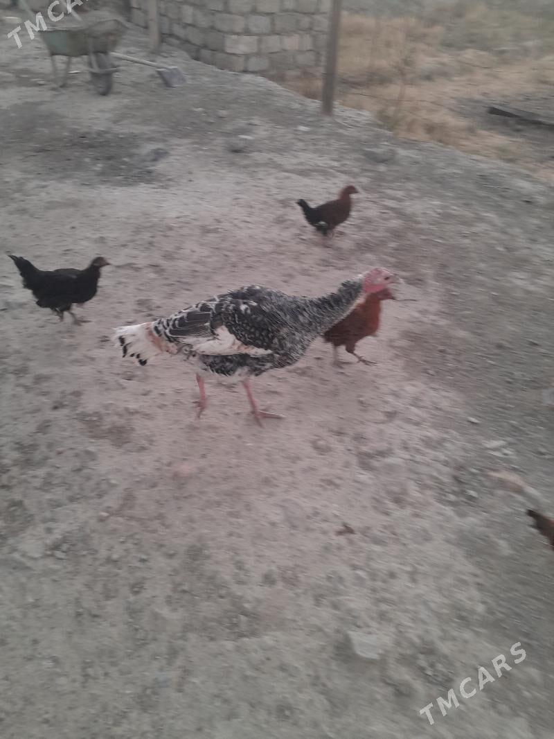 induk - Берекет - img 4