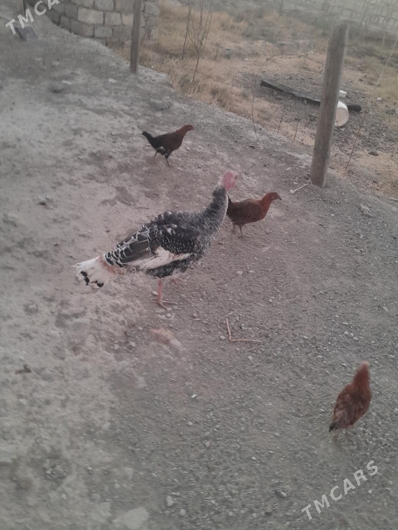 induk - Берекет - img 3