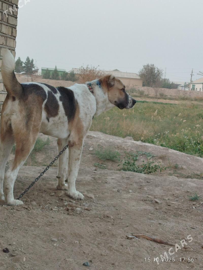 alabay iti. - Murgap - img 3