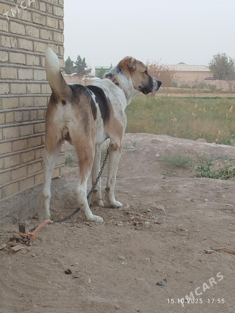 alabay iti. - Murgap - img 2