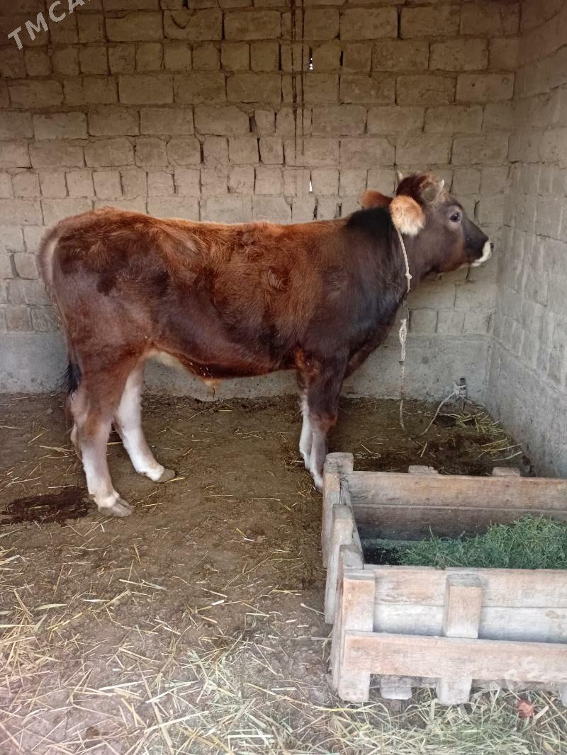 okuz - Бахарден - img 3