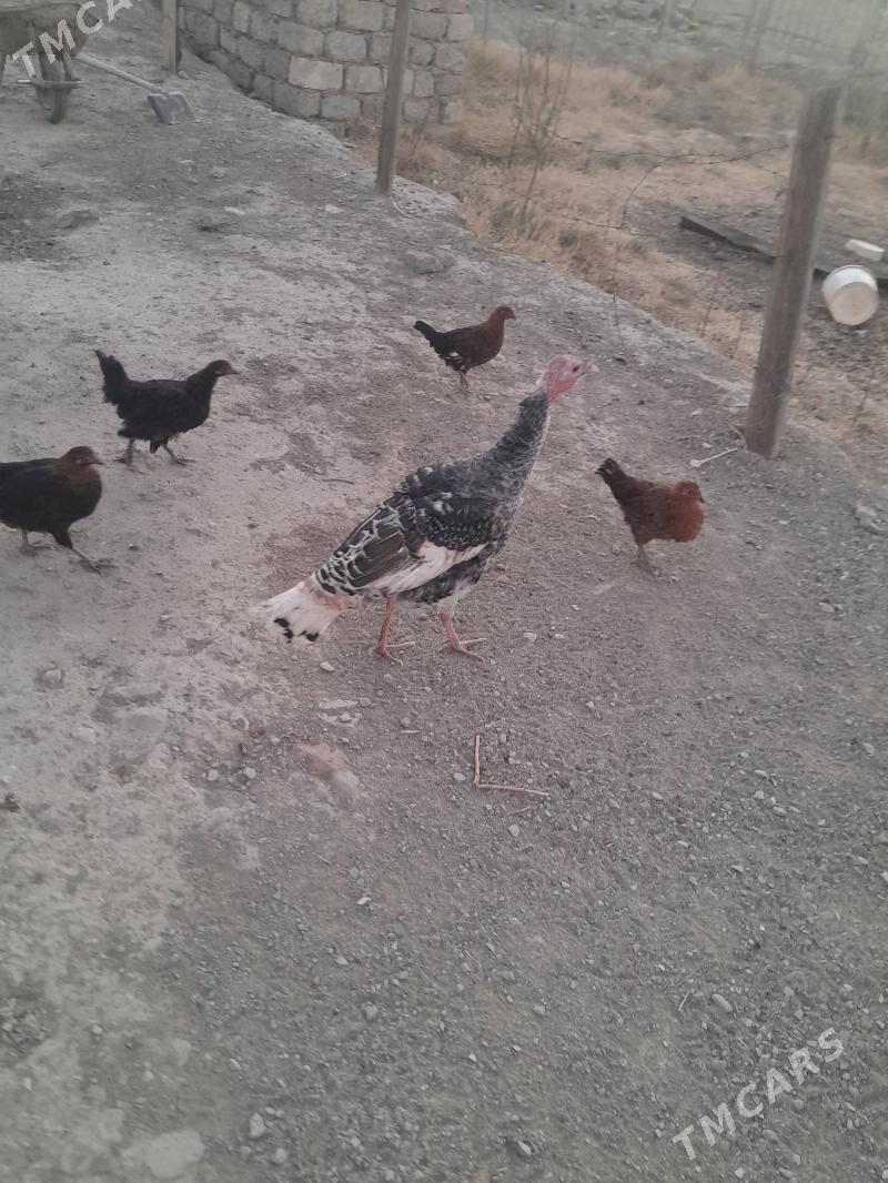 induk - Берекет - img 2