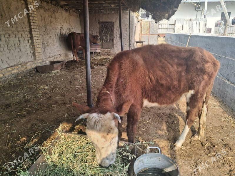 унажын - Туркменабат - img 4