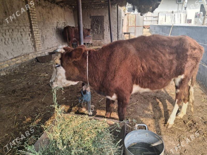 унажын - Туркменабат - img 2