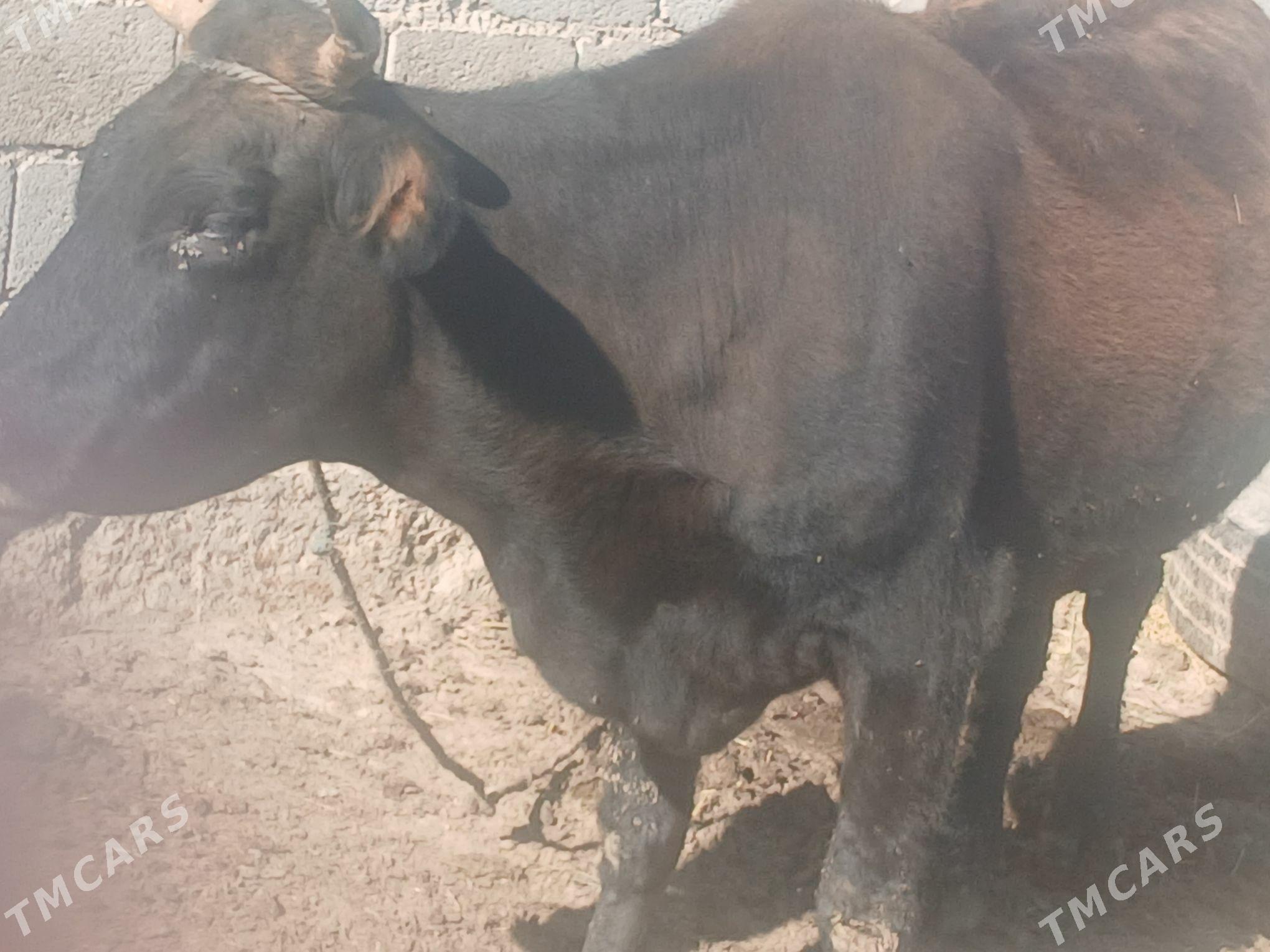 sygyr - Кака - img 3