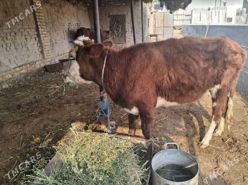 унажын - Туркменабат - img 3