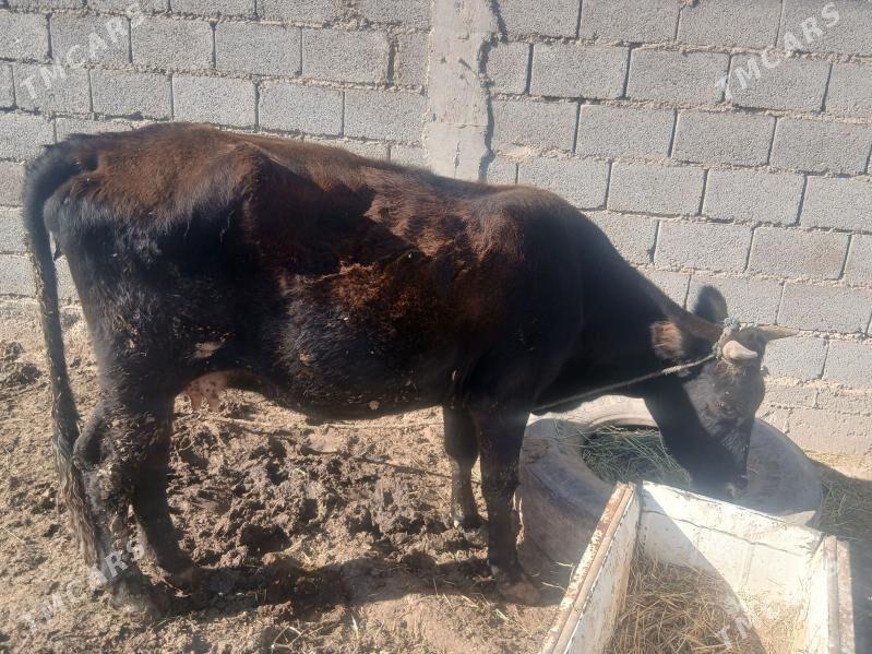 sygyr - Кака - img 2